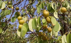 Cleistanthus collinus