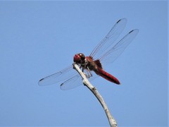 Urothemis aliena