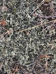 Xanthoparmelia chlorochroa