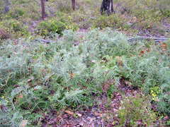 Banksia pellaeifolia