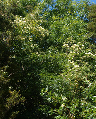 Cornus capitata