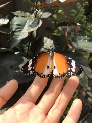 Danaus chrysippus