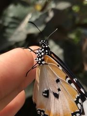 Danaus chrysippus