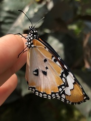 Danaus chrysippus