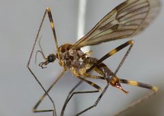 Amphineurus fatuus