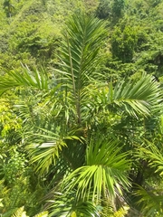 Bactris plumeriana