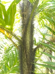 Bactris plumeriana
