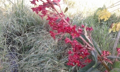 Clerodendrum indicum