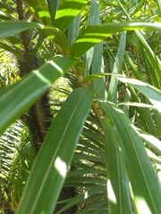 Bactris plumeriana