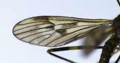 Amphineurus fatuus