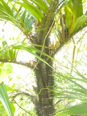 Bactris plumeriana