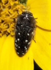 Acmaeodera ornatoides