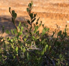 Dodonaea bursariifolia