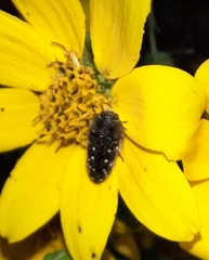 Acmaeodera ornatoides