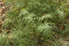 Corydalis ophiocarpa