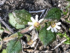 Scaevola hookeri