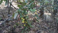 Berberis andrieuxii