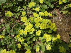 Chrysosplenium alternifolium