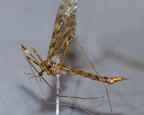 Austrolimnophila (Austrolimnophila) oculata
