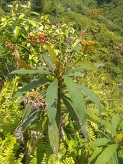 Rhytidophyllum bicolor