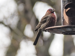 Haemorhous mexicanus