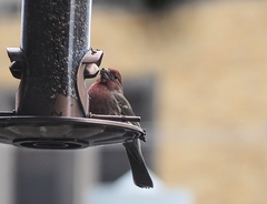 Haemorhous mexicanus