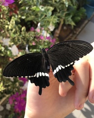 Papilio polytes