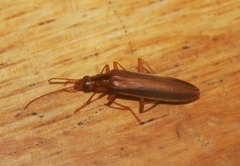 Thelyphassa lineata