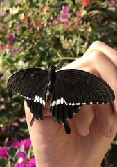 Papilio polytes