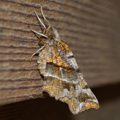 Selenia alciphearia