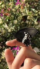 Papilio polytes