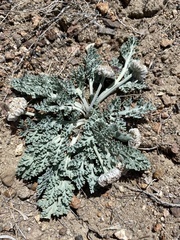 Vesper purpurascens