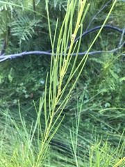 Acacia ptychoclada