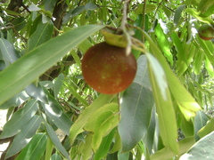 Diospyros malabarica