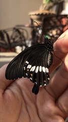 Papilio polytes