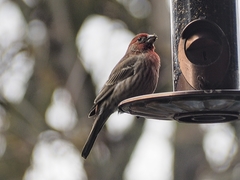 Haemorhous mexicanus