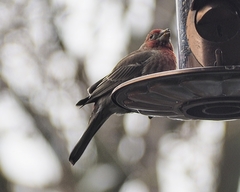 Haemorhous mexicanus