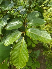 Polyscias guilfoylei