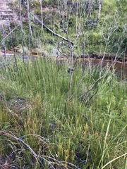 Acacia ptychoclada