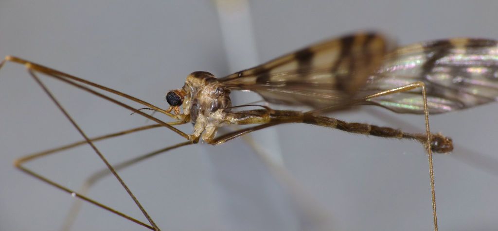 Nothophila nebulosa