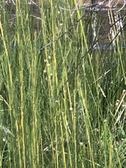 Acacia ptychoclada