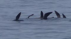 Arctocephalus pusillus