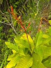 Palicourea crocea