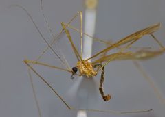 Atarba eluta