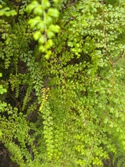 Odontosoria aculeata