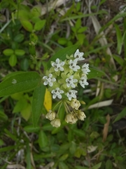 Asclepias nivea