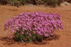 Stylidium humphreysii