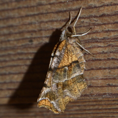 Selenia alciphearia