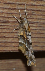 Selenia alciphearia