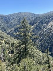 Pseudotsuga macrocarpa